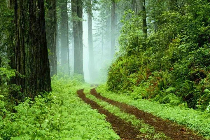 Sinharaja-Rain-Forest-Tour-from-Udawalawa